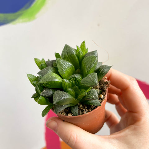 Haworthia retusa - Sternkaktus