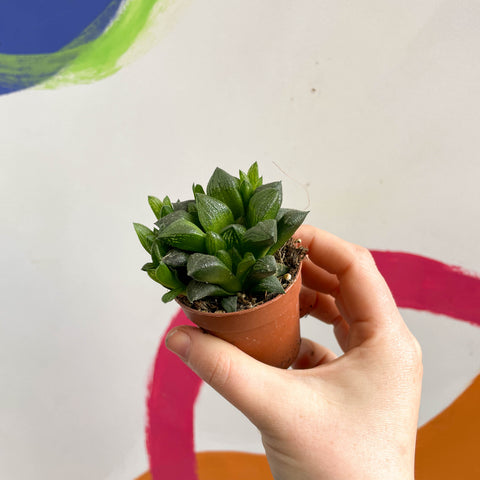Haworthia retusa - Sternkaktus