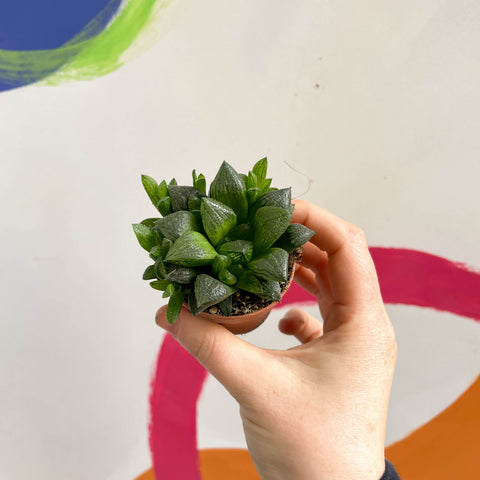 Haworthia retusa - Sternkaktus