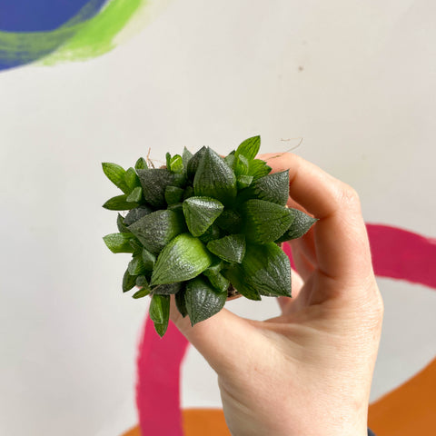 Haworthia retusa - Sternkaktus