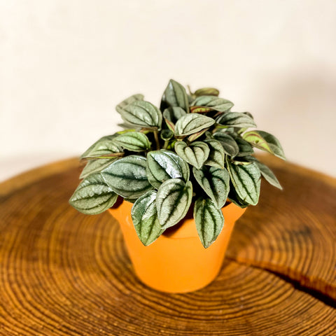 Peperomia caperata 'Napoli Nights' - Radiator Plant