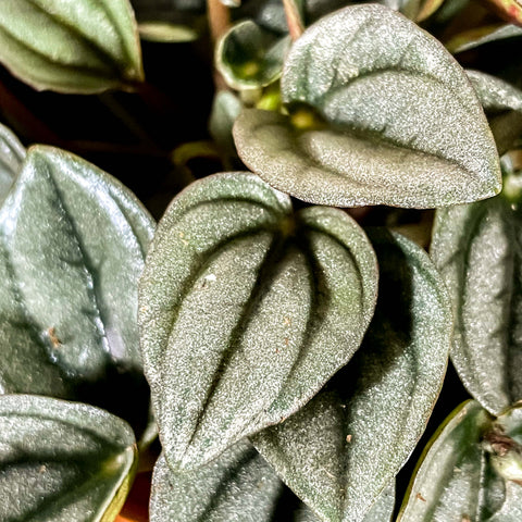 Peperomia caperata 'Napoli Nights' - Radiator Plant