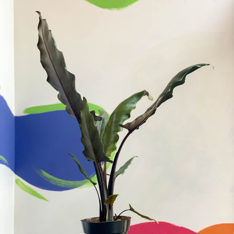 Espada Púrpura - Alocasia lauterbachiana