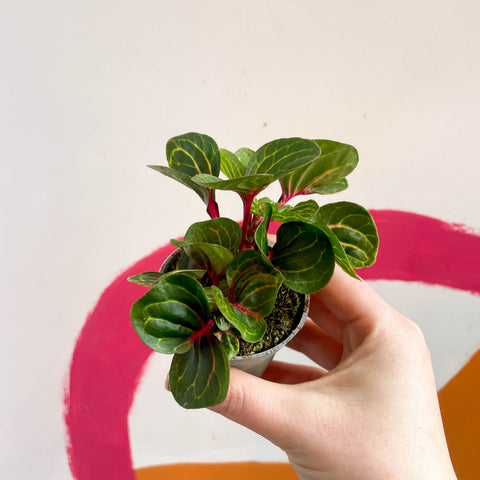 Iresine herbstii 'Funny Gold' - Bloodleaf