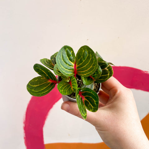 Iresine herbstii 'Funny Gold' - Bloodleaf