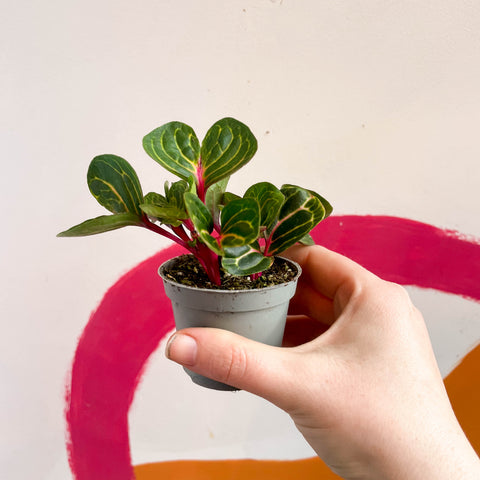 Iresine herbstii 'Funny Gold' - Bloodleaf