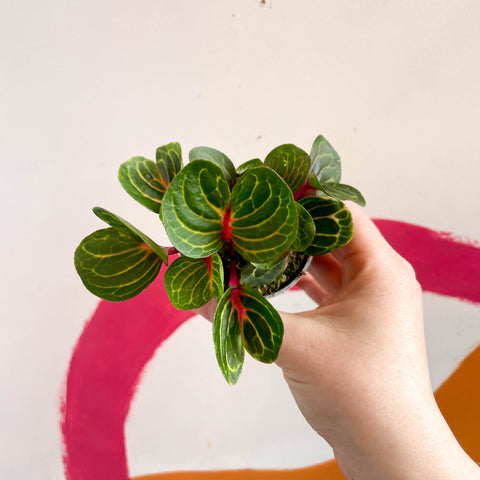 Iresine herbstii 'Funny Gold' - Bloodleaf