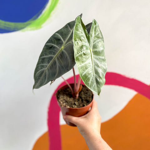 Alocasia 'Pink Dragon'