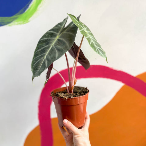 Alocasia 'Pink Dragon'