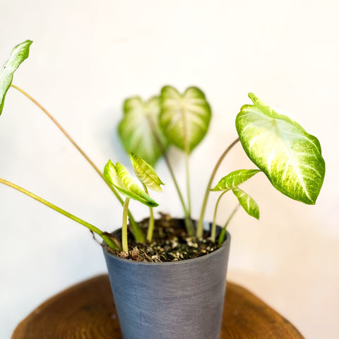 Aaron Caladium - Sprouts of Bristol