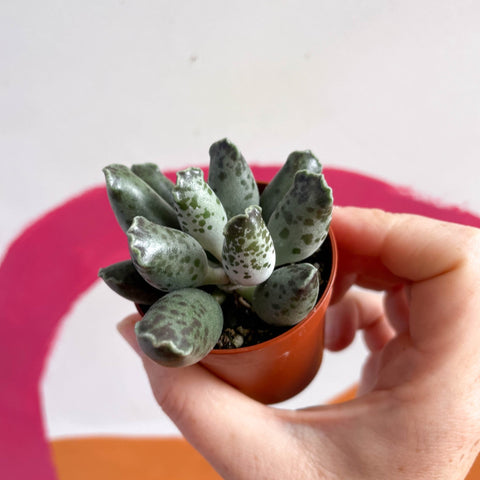 Adromischus marianae 'Coffee Bean' - Sprouts of Bristol