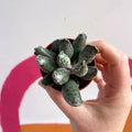Adromischus marianae 'Coffee Bean' - Sprouts of Bristol