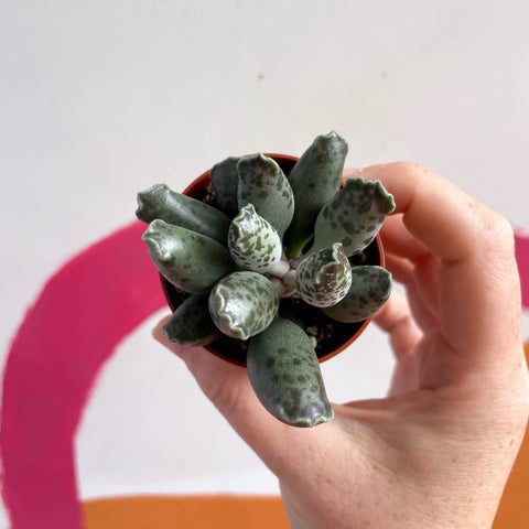 Adromischus marianae 'Coffee Bean' - Sprouts of Bristol