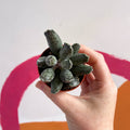 Adromischus marianae 'Coffee Bean' - Sprouts of Bristol