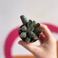 Adromischus marianae 'Coffee Bean' - Sprouts of Bristol