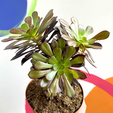 Aeonium arboreum 'Velour' - Sprouts of Bristol