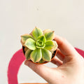 Aeonium 'Starburst' - Sprouts of Bristol