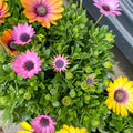 African Daisy - Osteospermum - Sprouts of Bristol