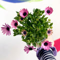 African Daisy - Osteospermum - Sprouts of Bristol