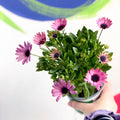 African Daisy - Osteospermum - Sprouts of Bristol