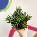 African Pearls - Haworthia reinwardtii - Sprouts of Bristol