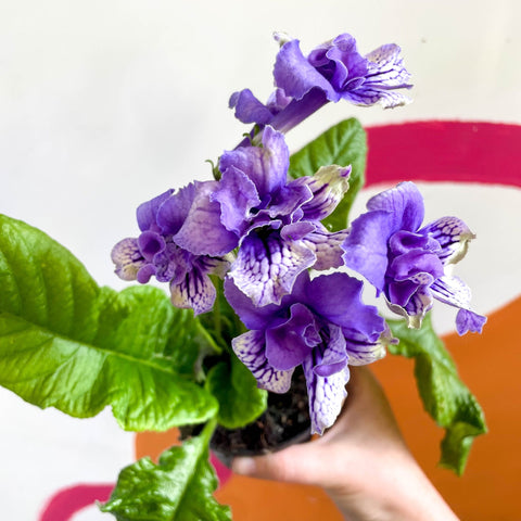 African Violet - Streptocarpus 'Blue Frills' - Welsh Grown - Sprouts of Bristol