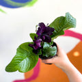 African Violet - Streptocarpus 'Bristol's Black Bird' - Welsh Grown - Sprouts of Bristol