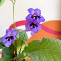 African Violet - Streptocarpus 'Cappuccino' - Welsh Grown - Sprouts of Bristol