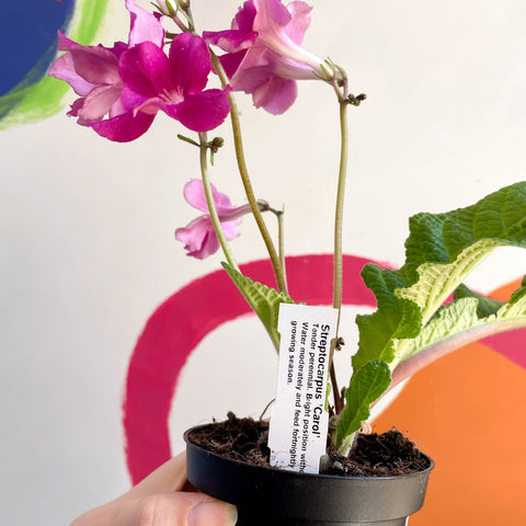African Violet - Streptocarpus 'Carol' - Welsh Grown - Sprouts of Bristol