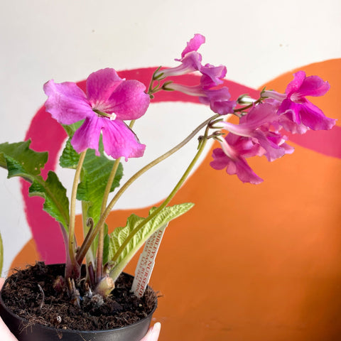 African Violet - Streptocarpus 'Carol' - Welsh Grown - Sprouts of Bristol