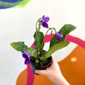 African Violet - Streptocarpus 'Carys' - Welsh Grown - Sprouts of Bristol