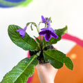 African Violet - Streptocarpus 'Carys' - Welsh Grown - Sprouts of Bristol