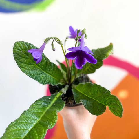 African Violet - Streptocarpus 'Carys' - Welsh Grown - Sprouts of Bristol