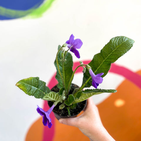 African Violet - Streptocarpus 'Carys' - Welsh Grown - Sprouts of Bristol