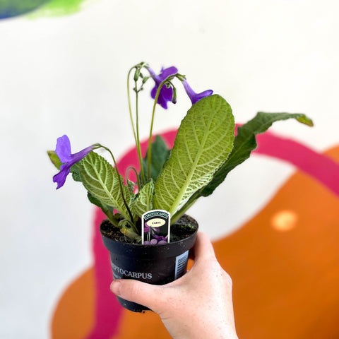 African Violet - Streptocarpus 'Carys' - Welsh Grown - Sprouts of Bristol