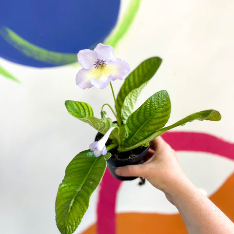 African Violet - Streptocarpus 'Charlotte' - Welsh Grown - Sprouts of Bristol