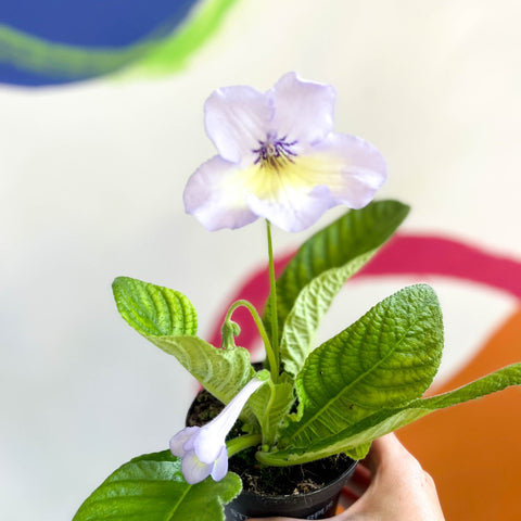 African Violet - Streptocarpus 'Charlotte' - Welsh Grown - Sprouts of Bristol
