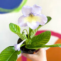 African Violet - Streptocarpus 'Charlotte' - Welsh Grown - Sprouts of Bristol