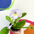 African Violet - Streptocarpus 'Charlotte' - Welsh Grown - Sprouts of Bristol