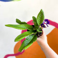 African Violet - Streptocarpus 'Gold Dust' - Welsh Grown - Sprouts of Bristol
