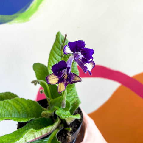 African Violet - Streptocarpus 'Gold Dust' - Welsh Grown - Sprouts of Bristol