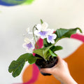 African Violet - Streptocarpus 'Gwen' - Welsh Grown - Sprouts of Bristol
