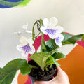 African Violet - Streptocarpus 'Gwen' - Welsh Grown - Sprouts of Bristol