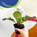 African Violet - Streptocarpus 'Gwen' - Welsh Grown - Sprouts of Bristol