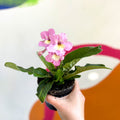 African Violet - Streptocarpus 'Hannah' - Welsh Grown - Sprouts of Bristol