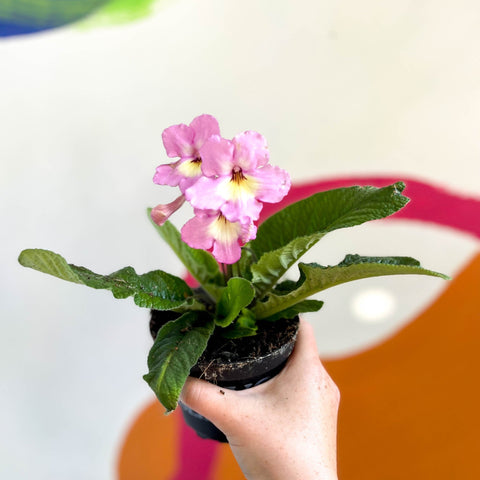 African Violet - Streptocarpus 'Hannah' - Welsh Grown - Sprouts of Bristol