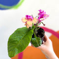 African Violet - Streptocarpus 'Harlequin Dawn' - Welsh Grown - Sprouts of Bristol
