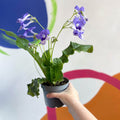 African Violet - Streptocarpus 'Harlequin Moonlight' - Welsh Grown - Sprouts of Bristol