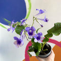 African Violet - Streptocarpus 'Harlequin Moonlight' - Welsh Grown - Sprouts of Bristol