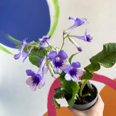 African Violet - Streptocarpus 'Harlequin Moonlight' - Welsh Grown - Sprouts of Bristol